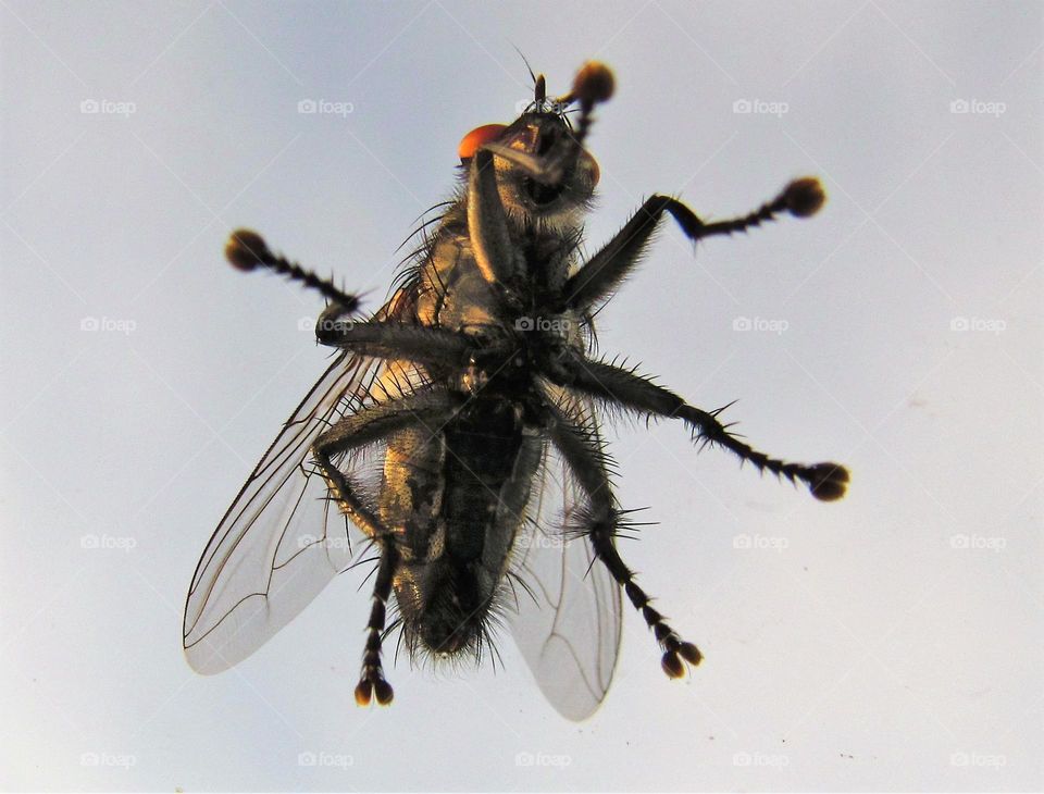 A visiter on my windshield