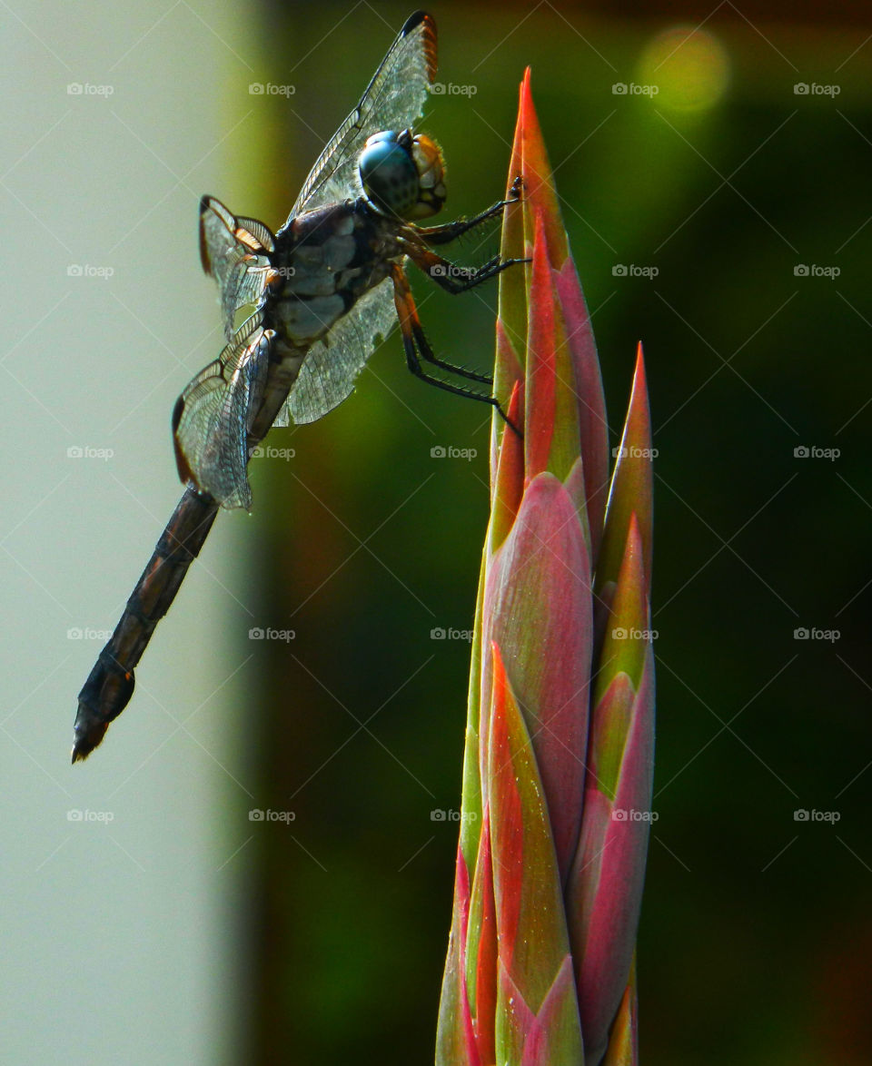 Dragonfly on flower bud