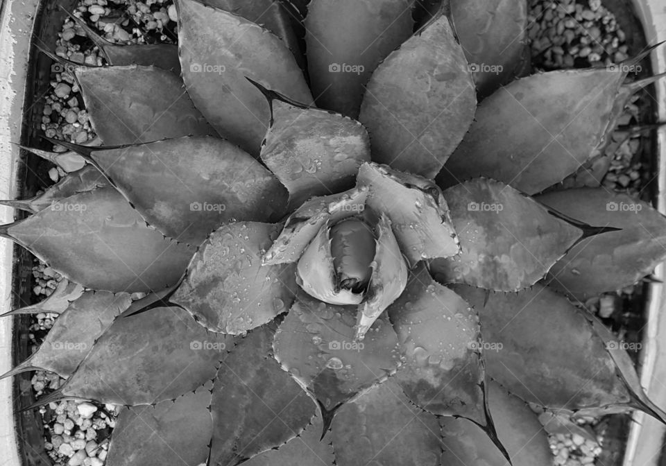 agave grayscale