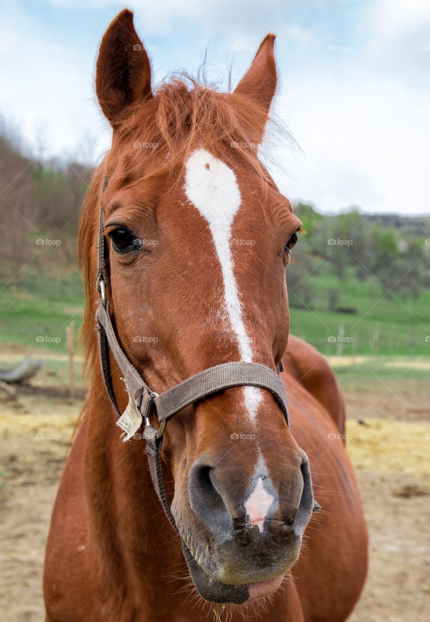 Close-up of horse