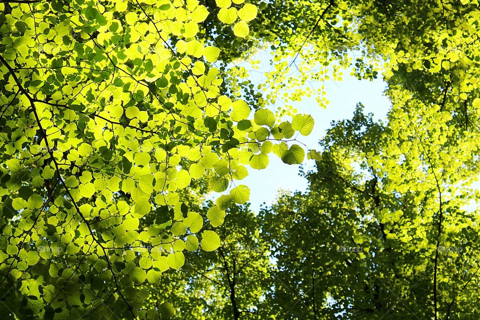 different colors of leaves in the sky