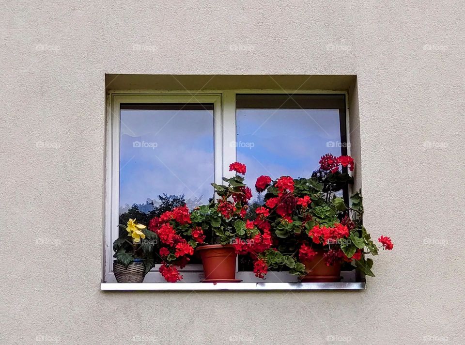 Window and flowers