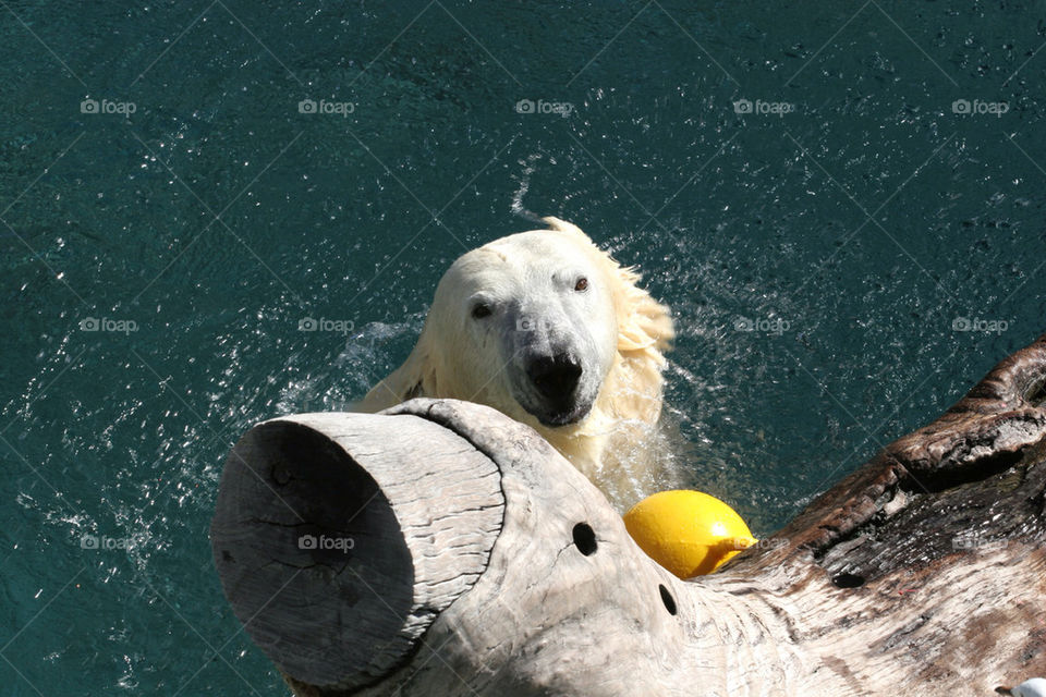 water zoo australia sydney by splicanka