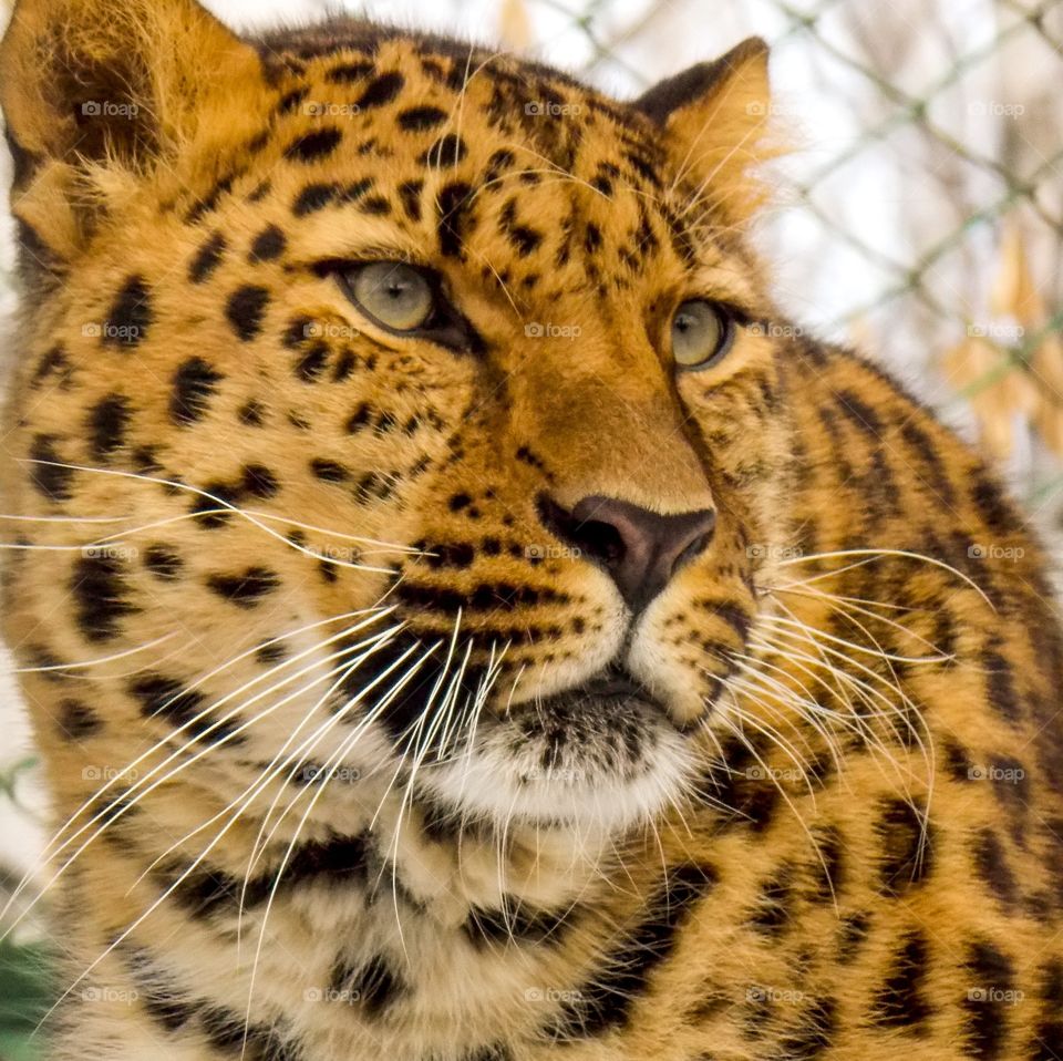 The far eastern leopard or amur leopard, or east siberian leopard, or manchurian leopard a predatory mammal from the cat family, one of the subspecies of the leopard, is the rarest cat in the far eastern region.