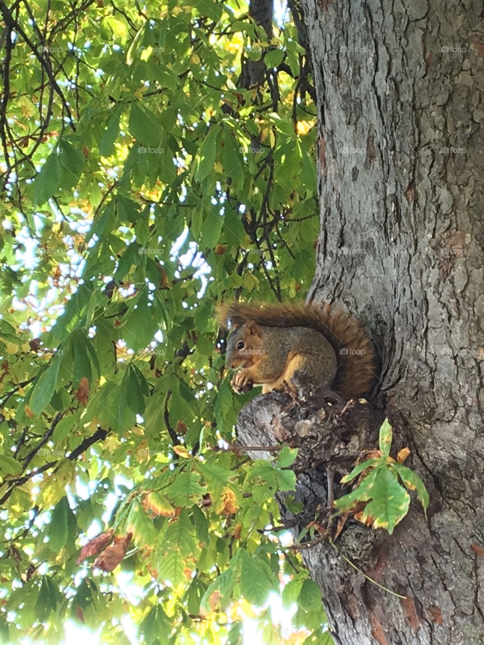 Squirrel in a tree