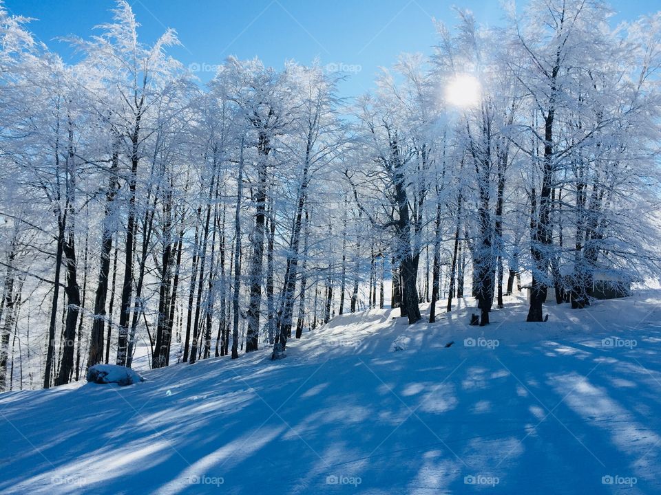 Trees covered in snow with sun gazing through the branches
 