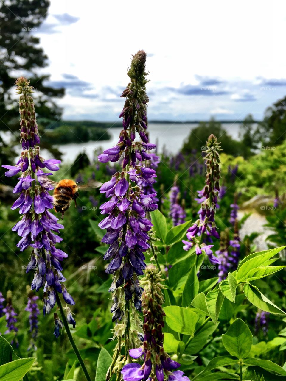 Bumble bee pollinating flowers