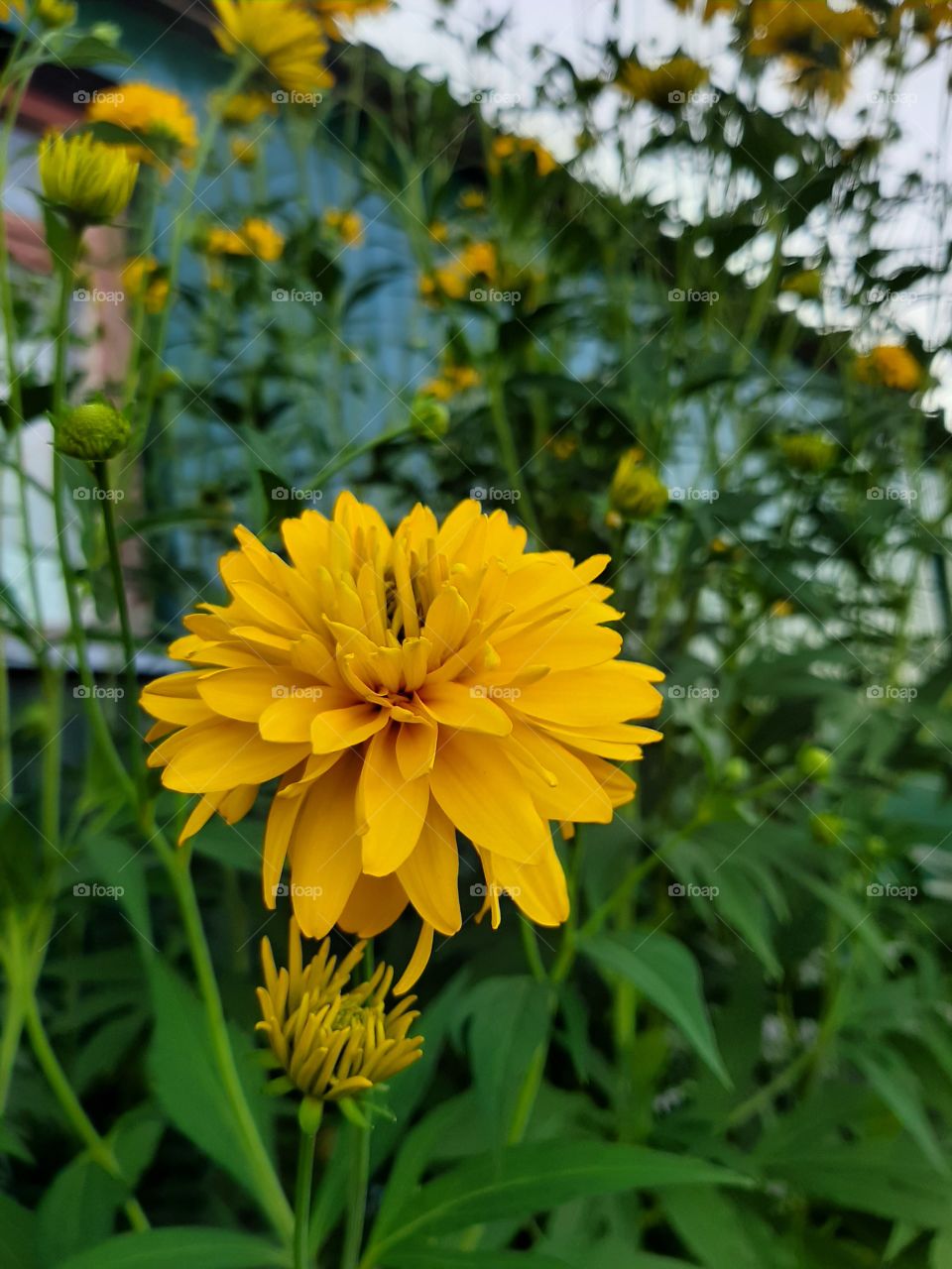 Yellow flowers grow at home