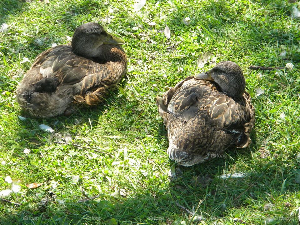 Ducks