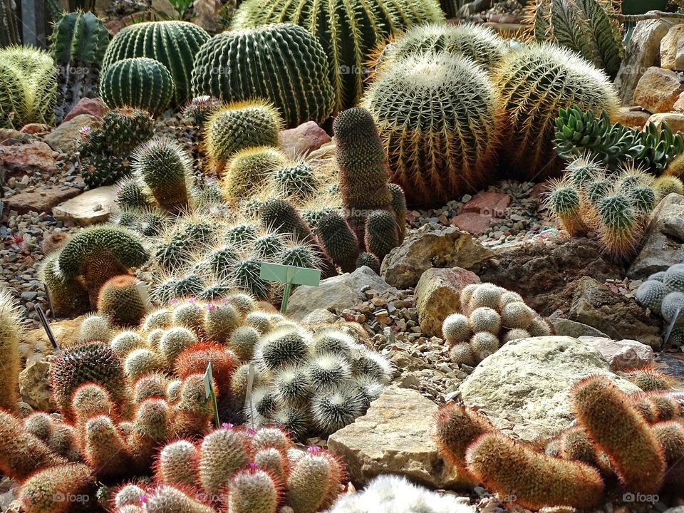 Cactus