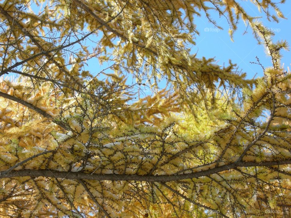 Larch Color