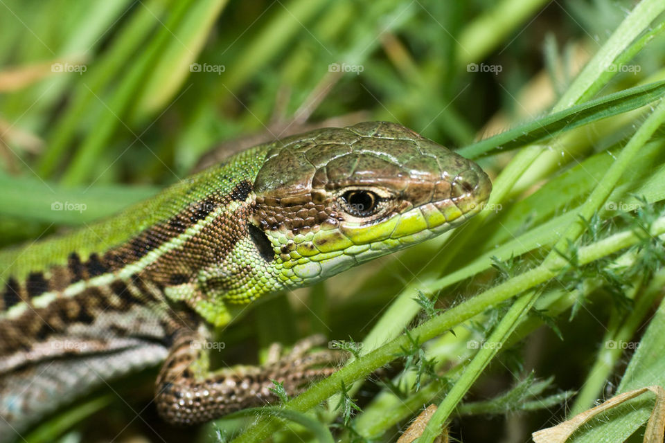 Close-up of Balkan wall lizard