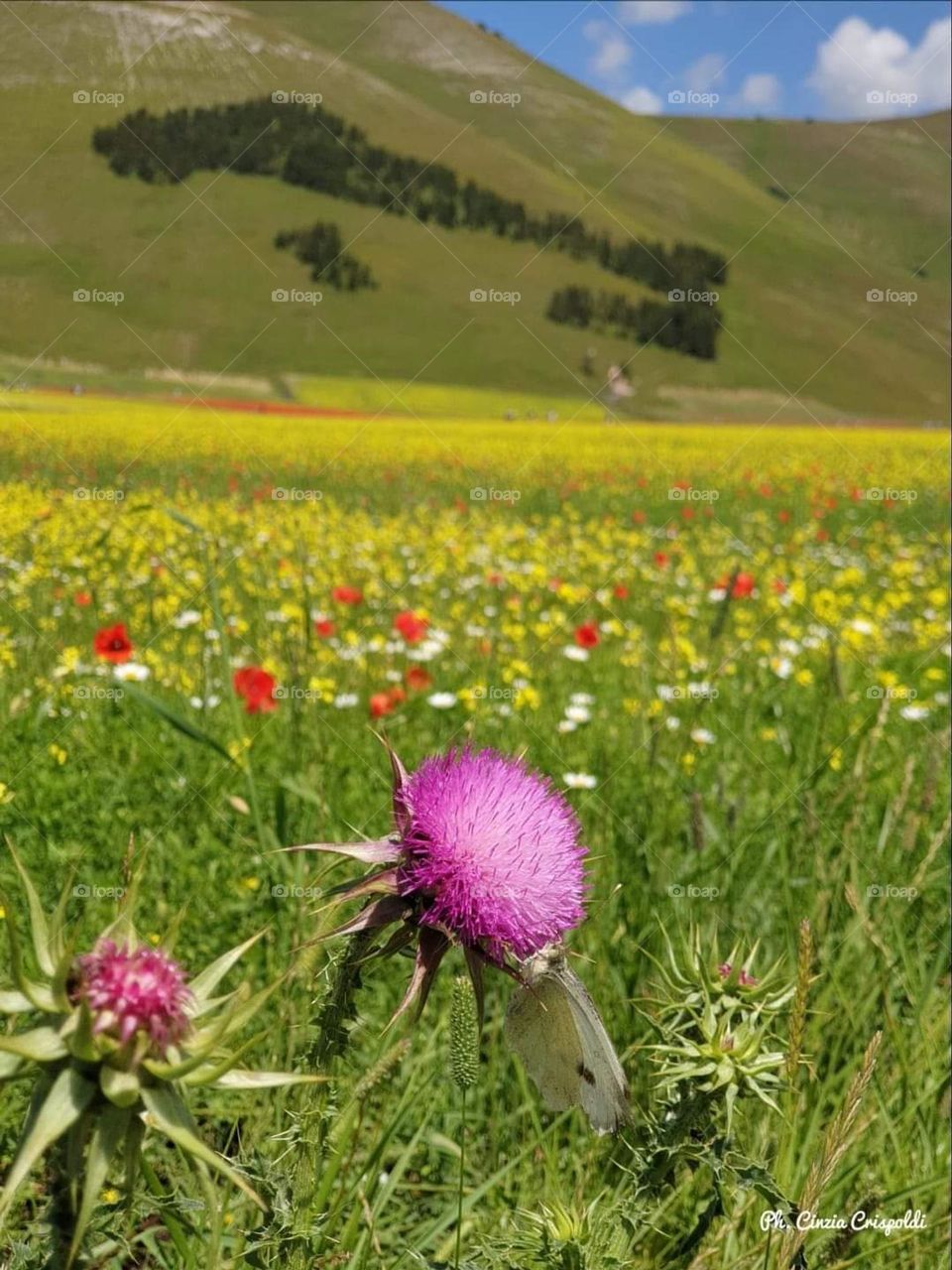 The spring is arriving