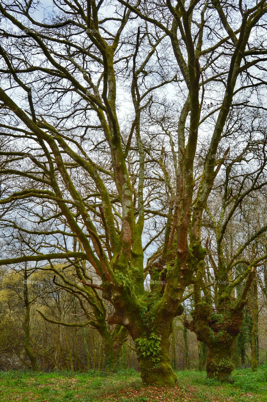 Oak Trees by the river Sar. Oak trees by the river Sar, Galicia