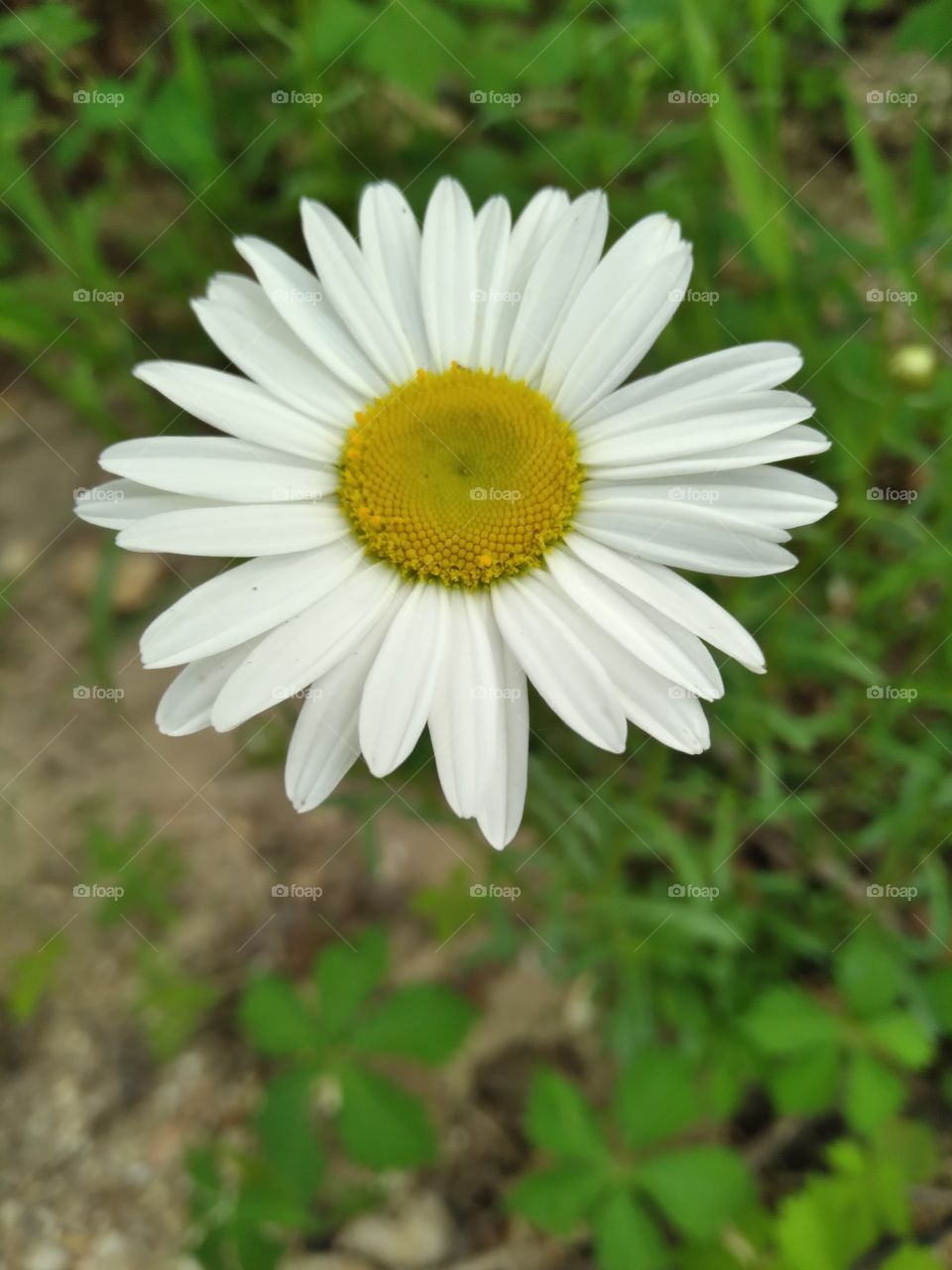 Flower