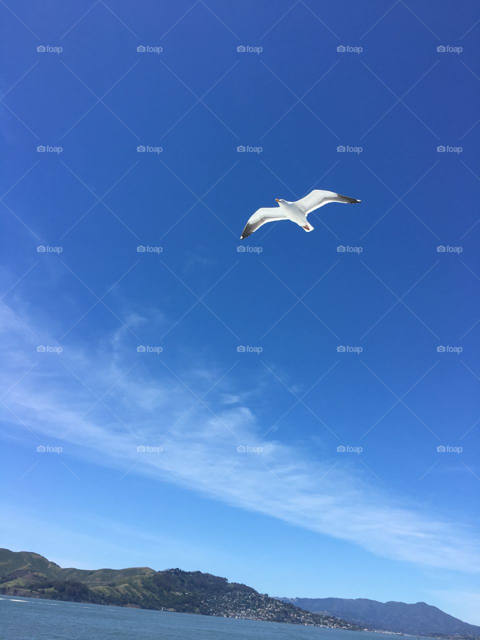 Gull in SF Bay
