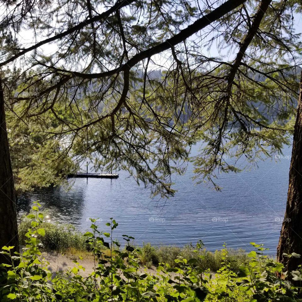 view of lake and boat dock thru tree branches  from a hiking trail