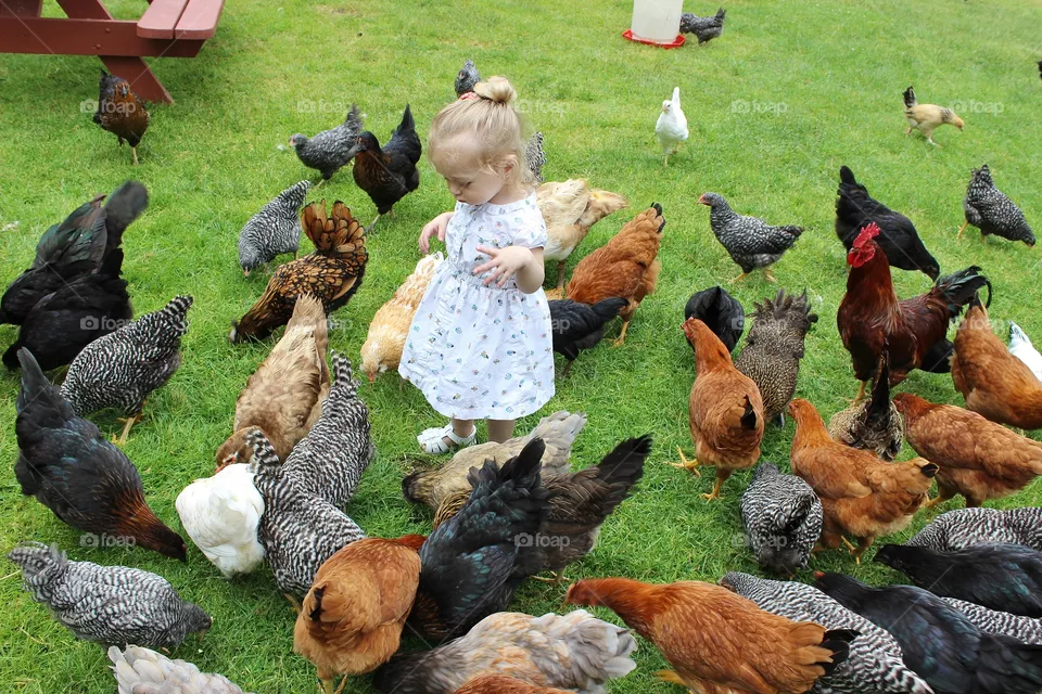 Poultry, Bird, Farm, Animal, Grass