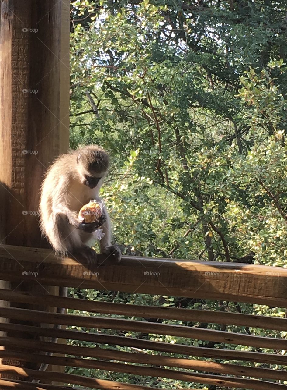 Macaco comendo