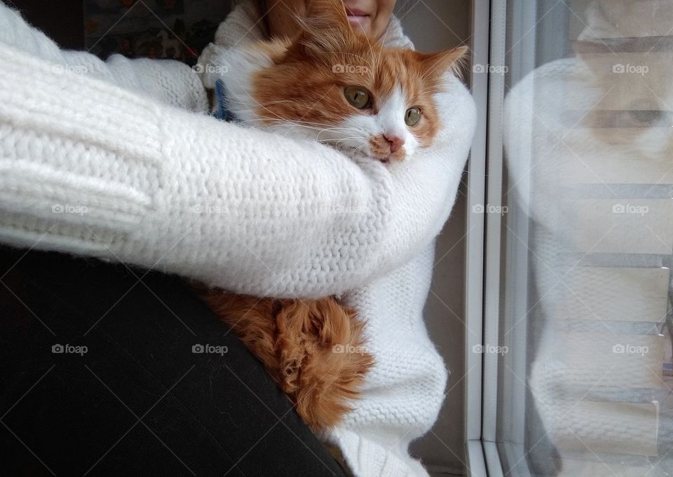 ginger cat and girl home, love pet