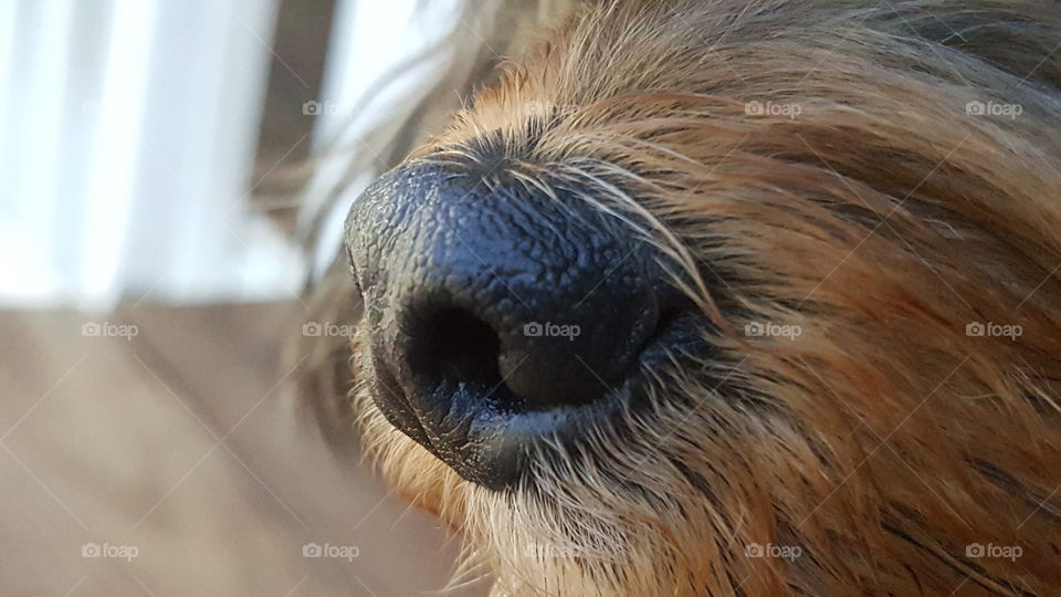 Morkie's nose