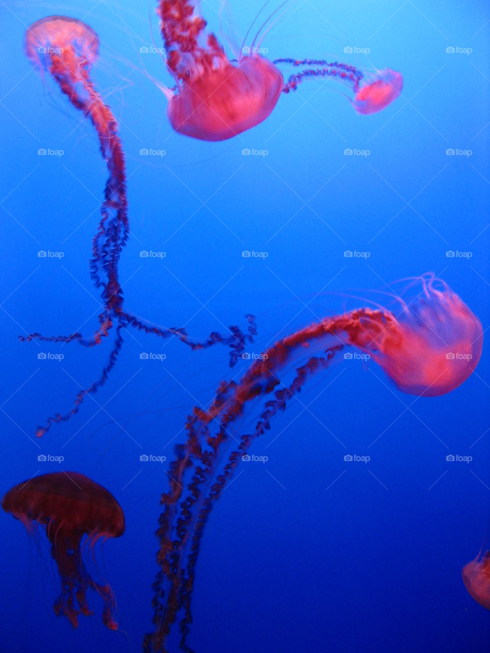 Jellyfish exhibit at the Monterey Bay Aquarium. 