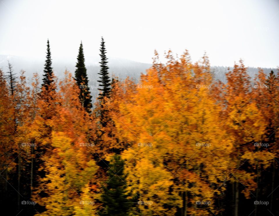 Fall in Wyoming