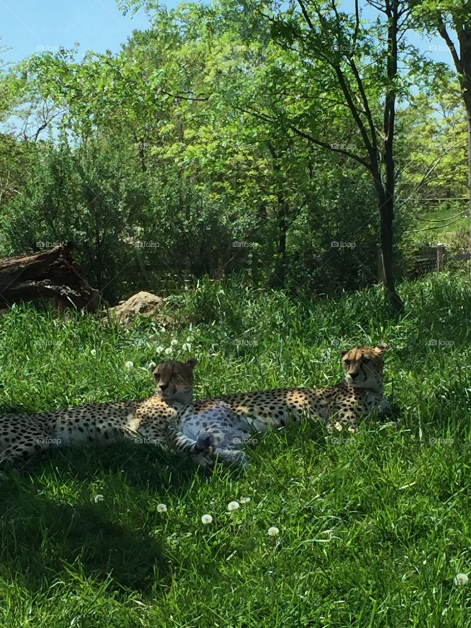 Leopards!