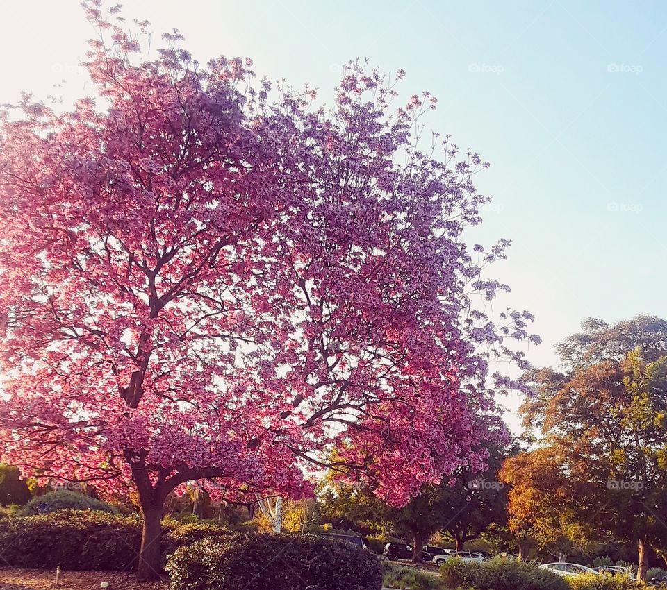 Romantic cherry blossoms