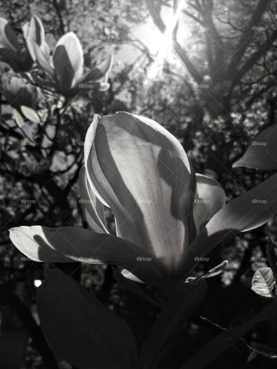 magnolia backlit black & white