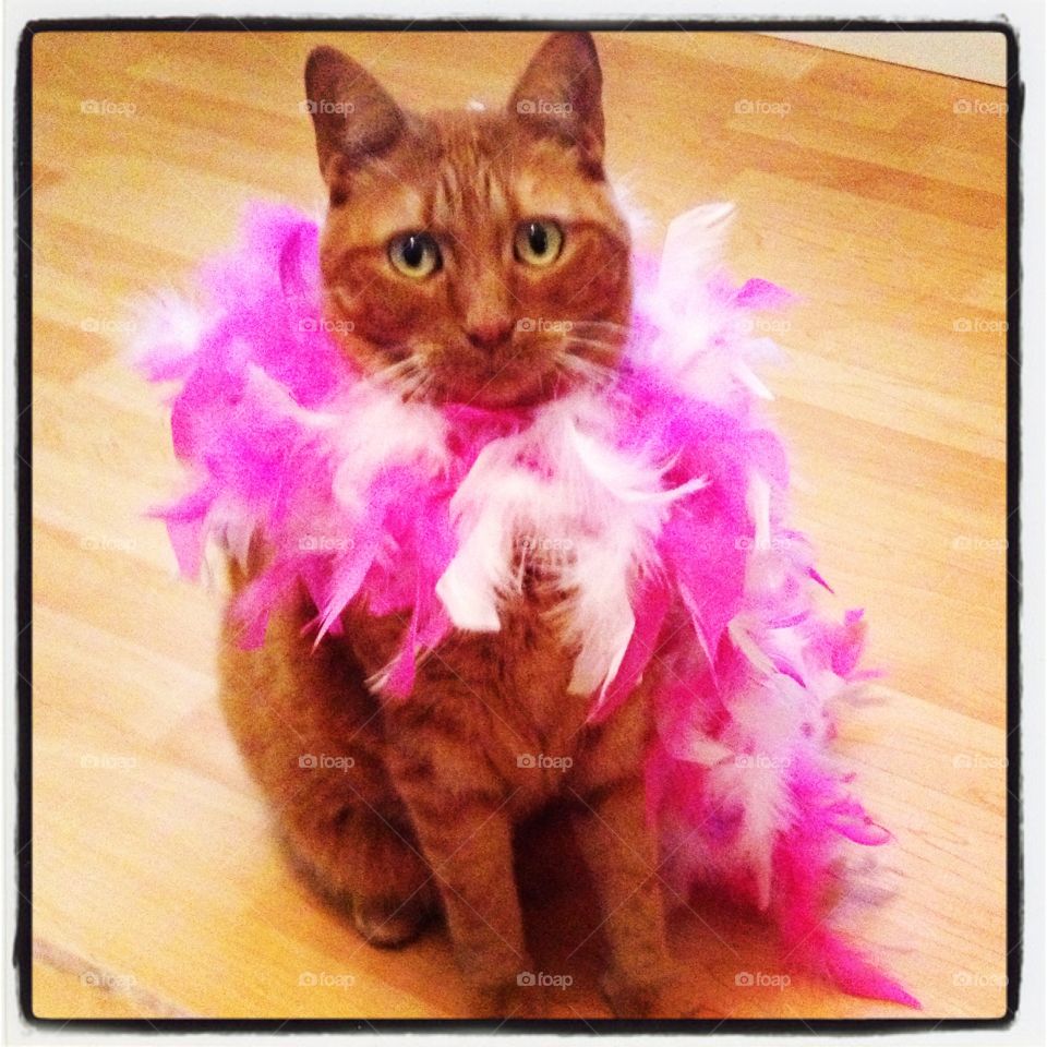 Cat in costume