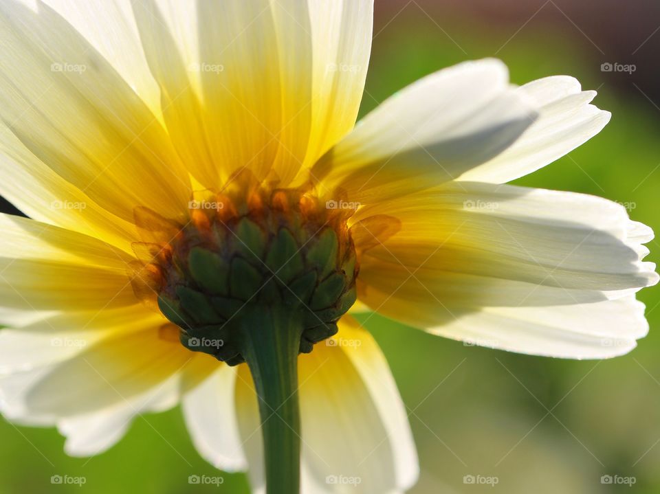 Beautiful macro daisy back-view