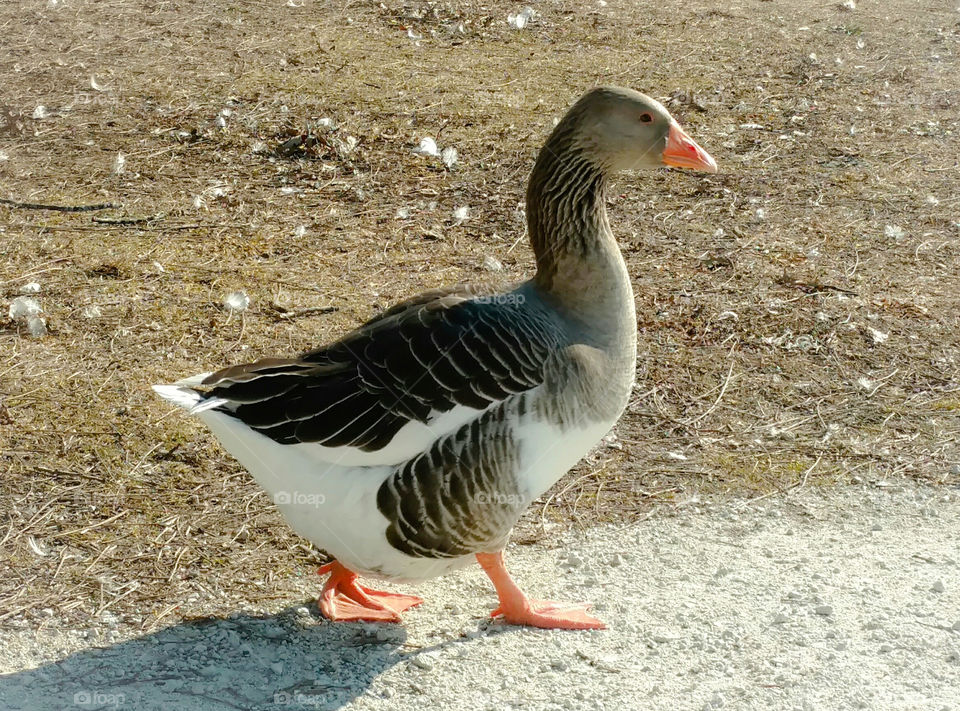 Male Snow Goose