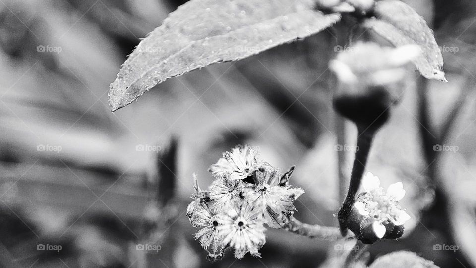 Flowers in garden