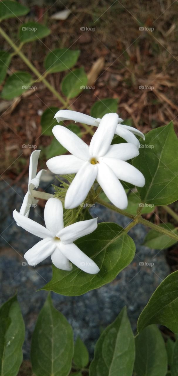 Jasminum auriculatum; Jasmine species: Oleaceae family. Found in India-Nepal-Sri Lanka-Bhutan & Andaman Islands. This flower essential oil, is cultivated commercially in India and Thailand. This is used for decorative and festivals in India.