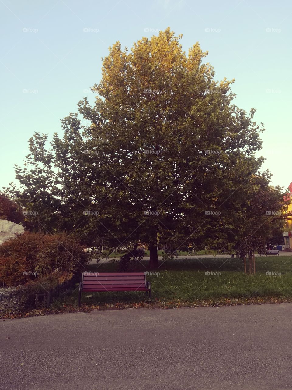 BIG tree and bench