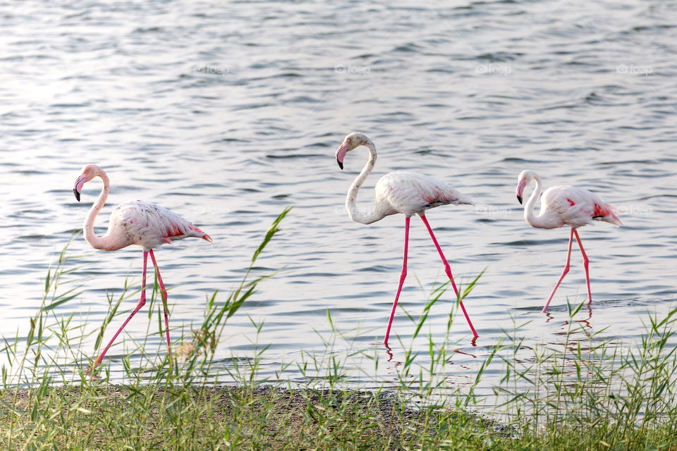 Great flamingos walking at the pond in the morning