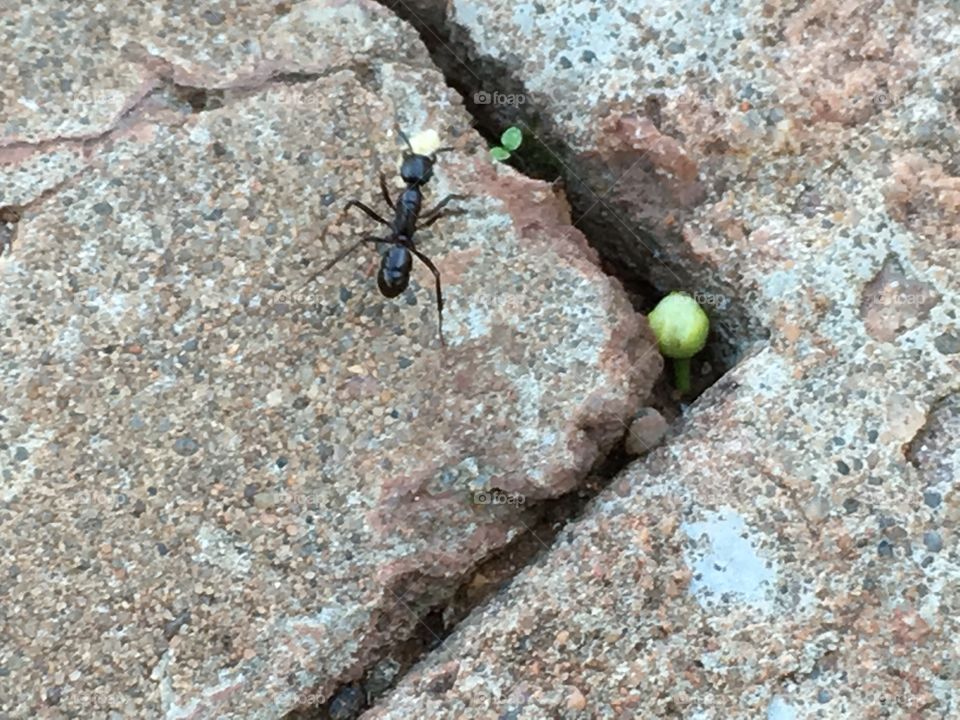 Working ant carrying food toward nest