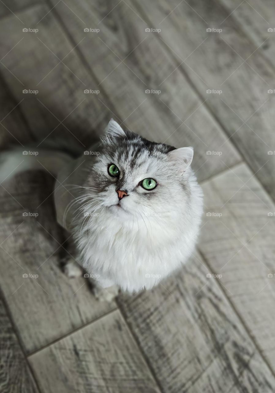 Fluffy grey cat