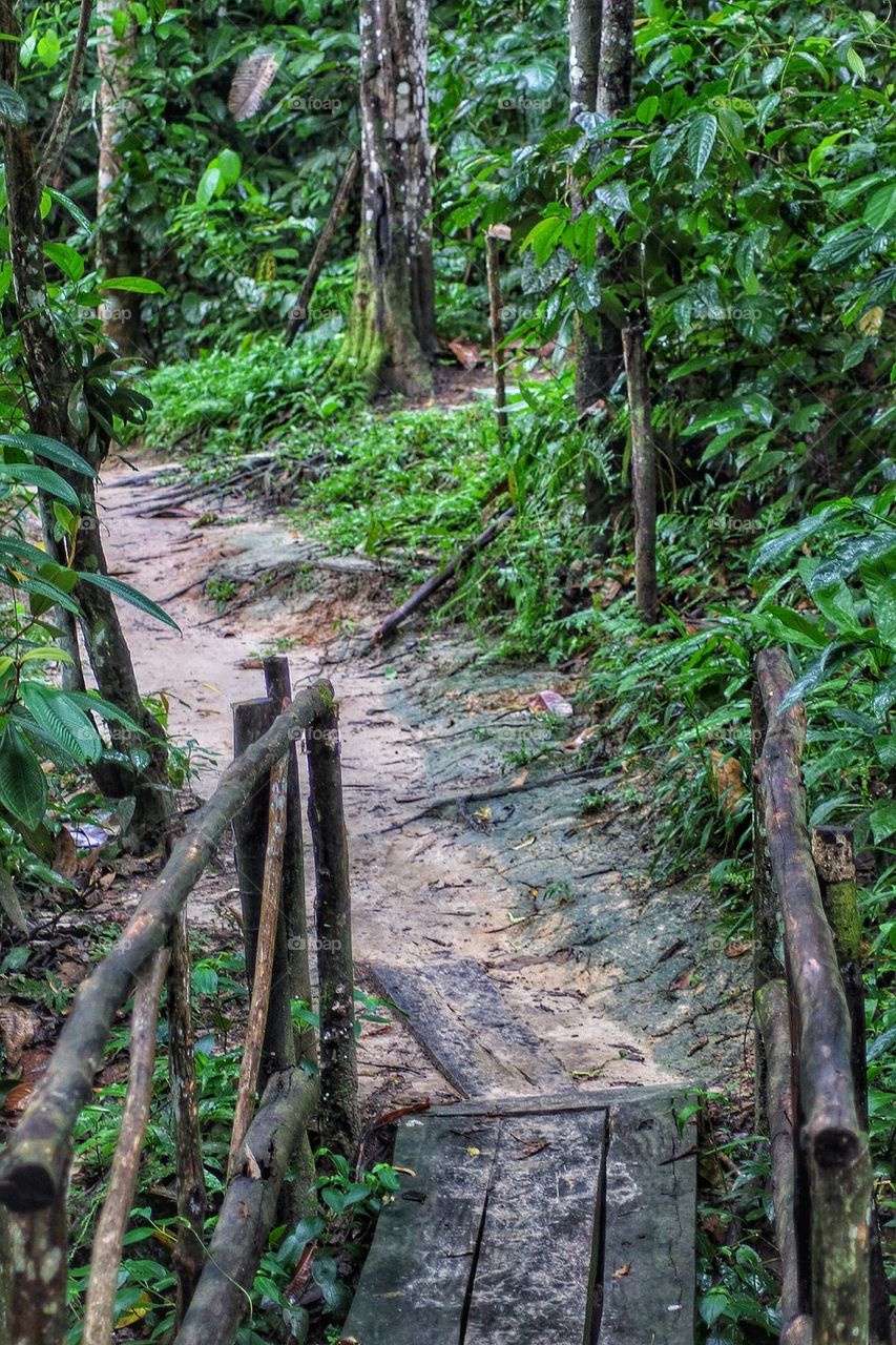 Jungle path