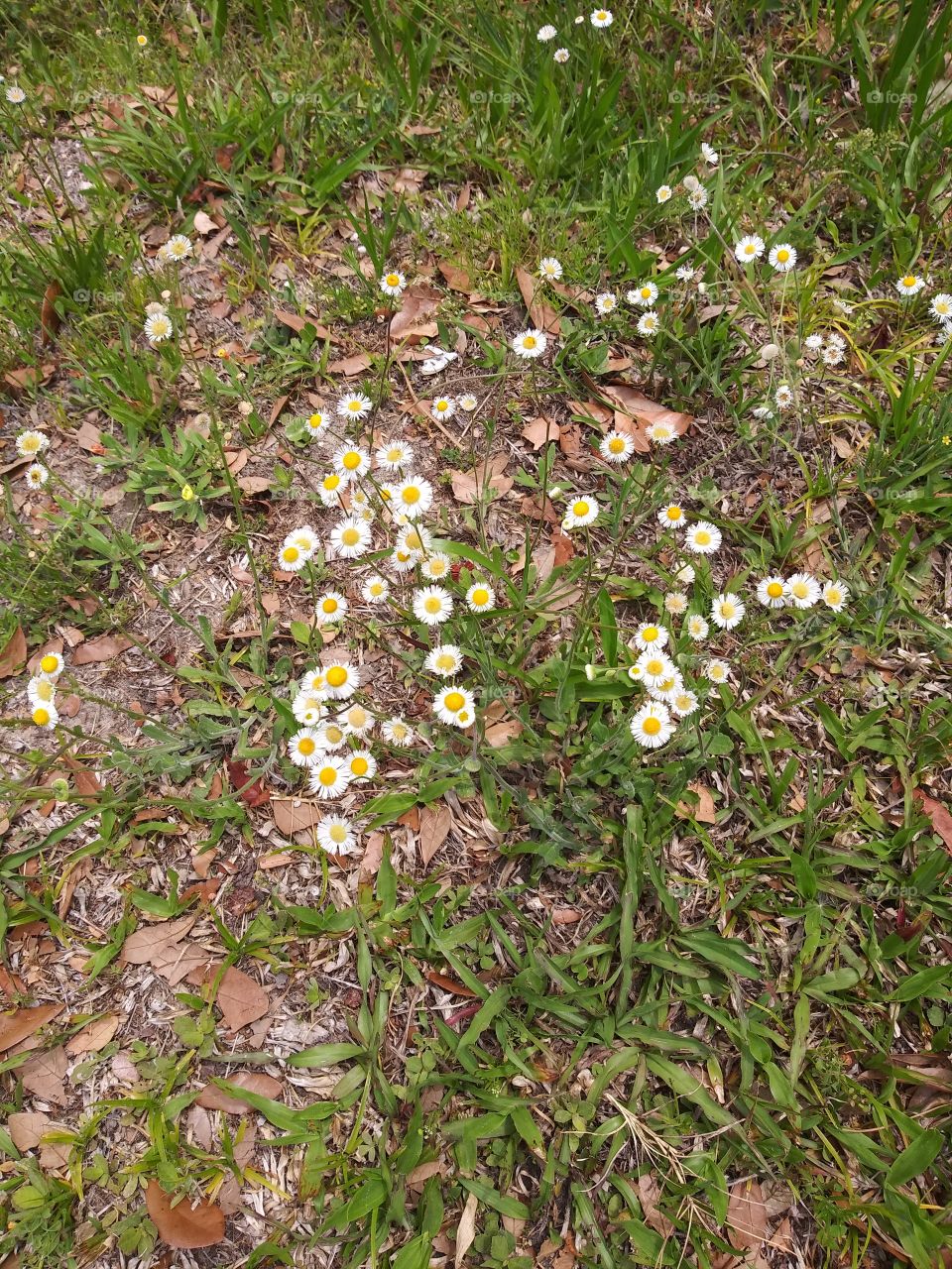 Wild flowers