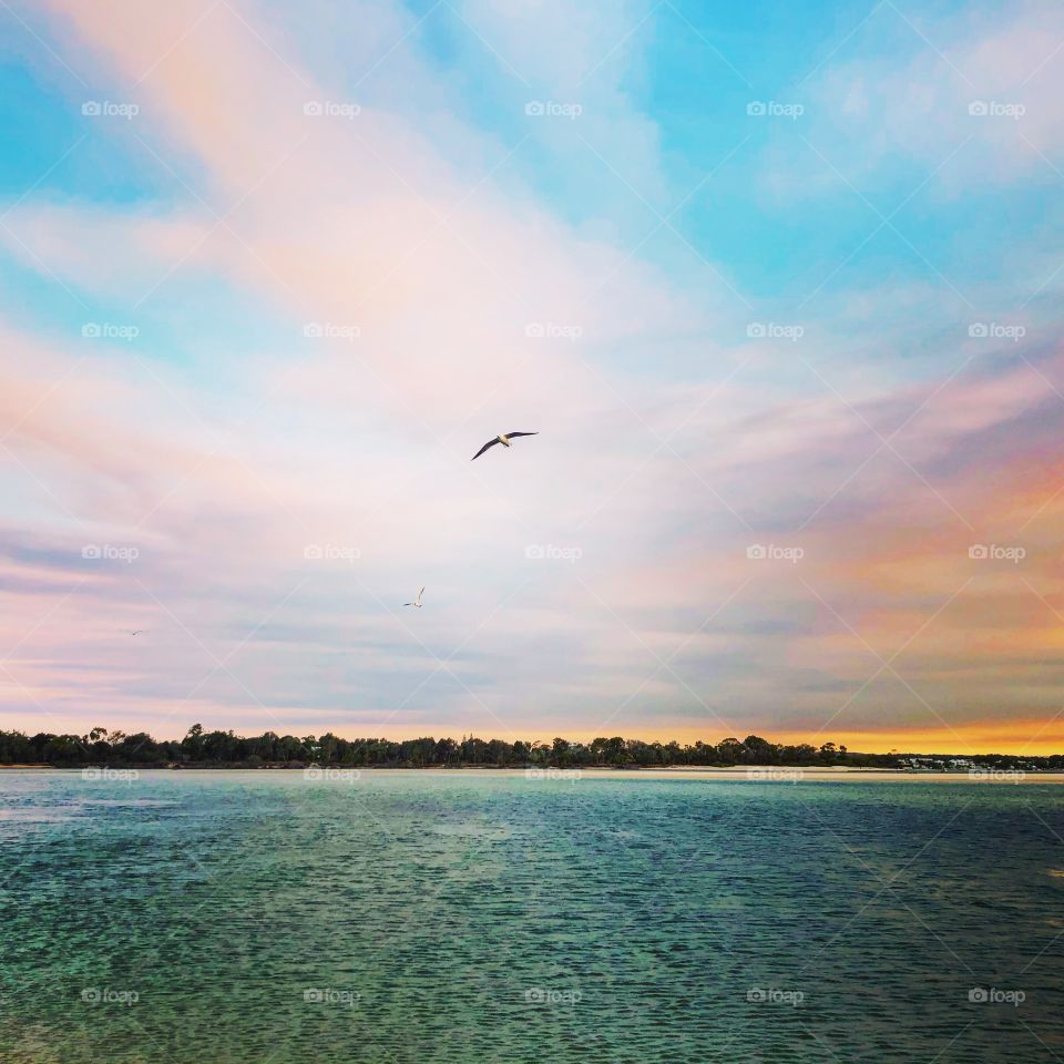 The gull in the skies flying over the sea 