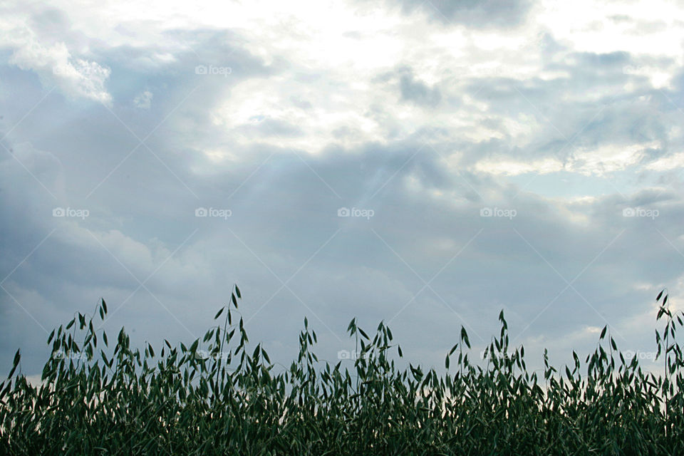 Sky and a field 