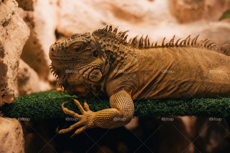 close-up of a  POGONA VITTICEPS  in a vivarium.