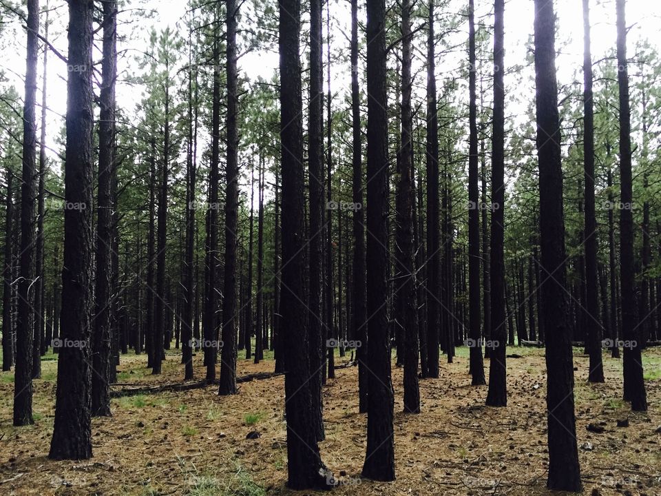 Close-up of tree trunks