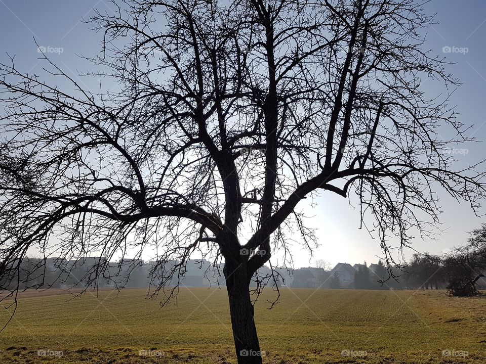 Landscape, Tree, Nature, Dawn, No Person