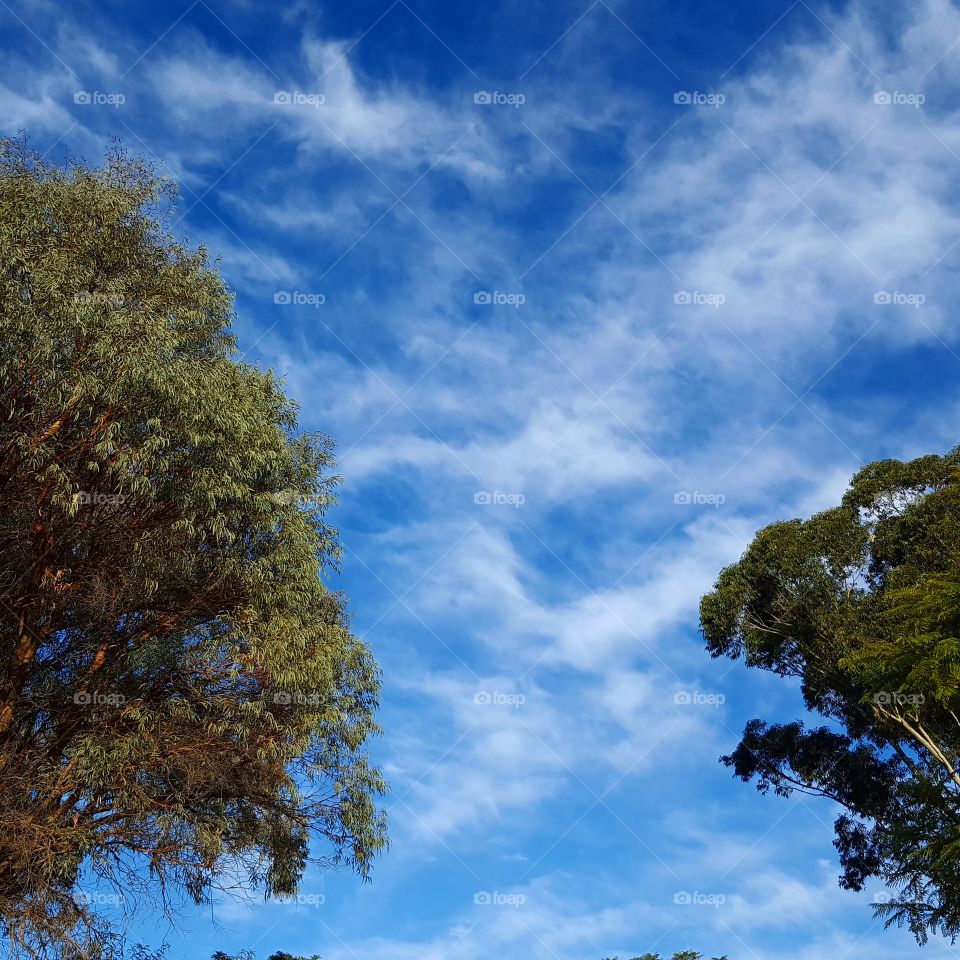 trees among the clouds