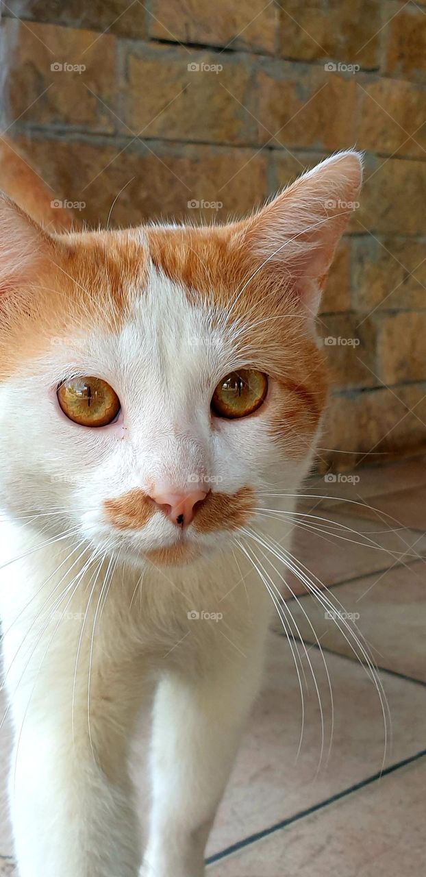 beautiful cat with intense yellow eyes of white color, delicate fur and funny whiskers