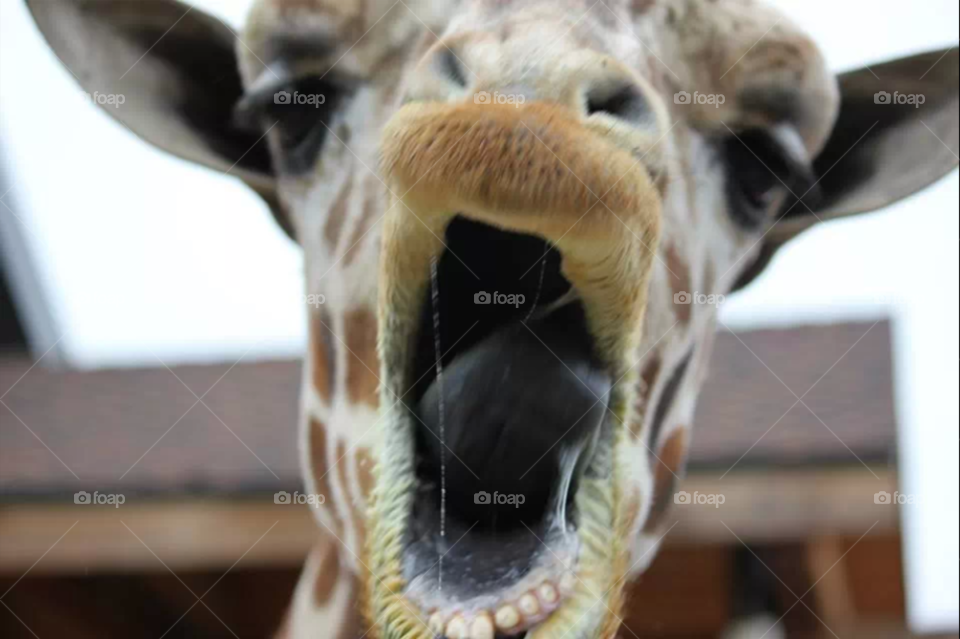 Giraffe