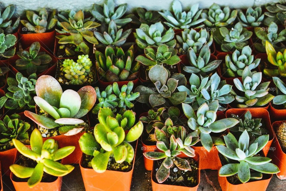 Baby cacti and friends